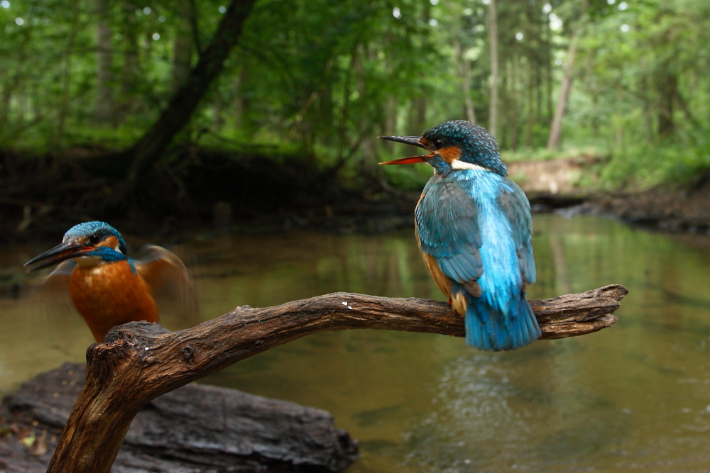 na fotografii para zimorodków(ptaki) podczas toków