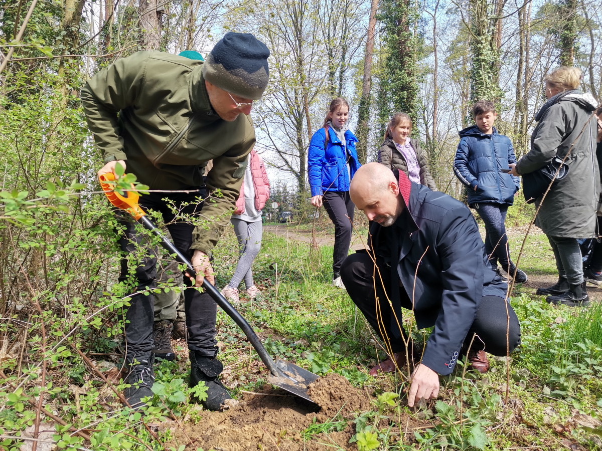Prezes Zarzadu Krzysztof Kołodziejczyk w trakcie sadzenia symbolicznego drzewka