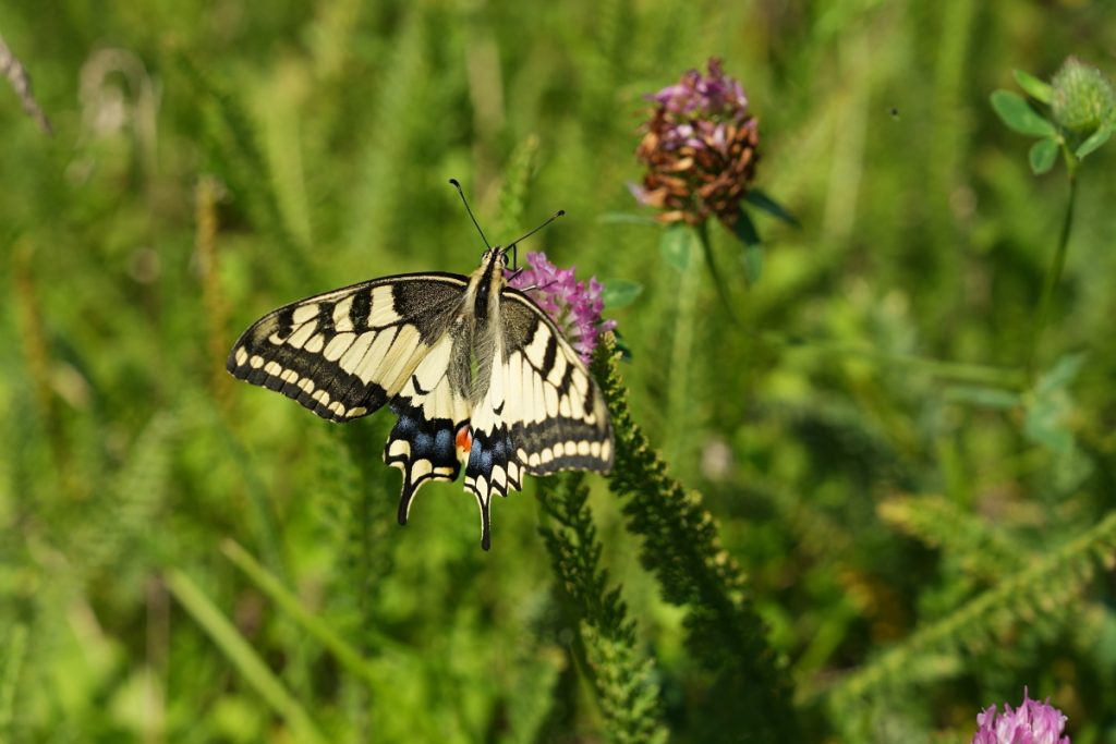 na zdjęciu motyl